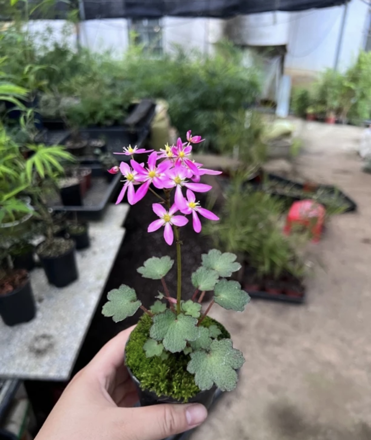 大文字草 日本山野草 小葉大文字草 小町姫淡粉色 小叶大文字草