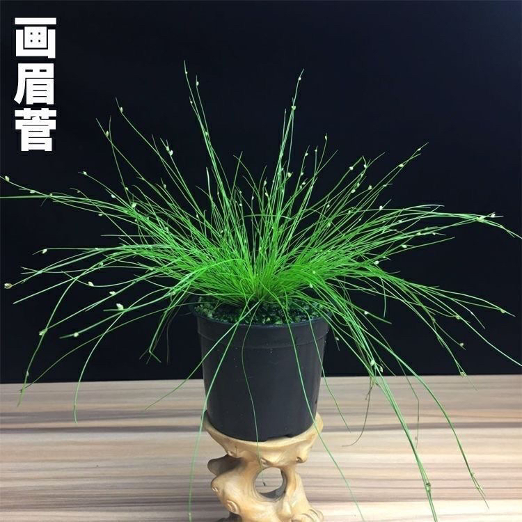 基地直发 日本山野草 画眉菅绿植盆栽进口盆景花园水陆缸造景植物
