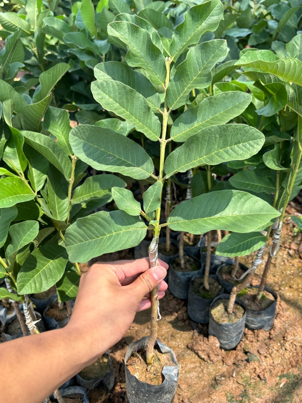 蔡姐红宝石巴拿盆栽绿植好养好管理