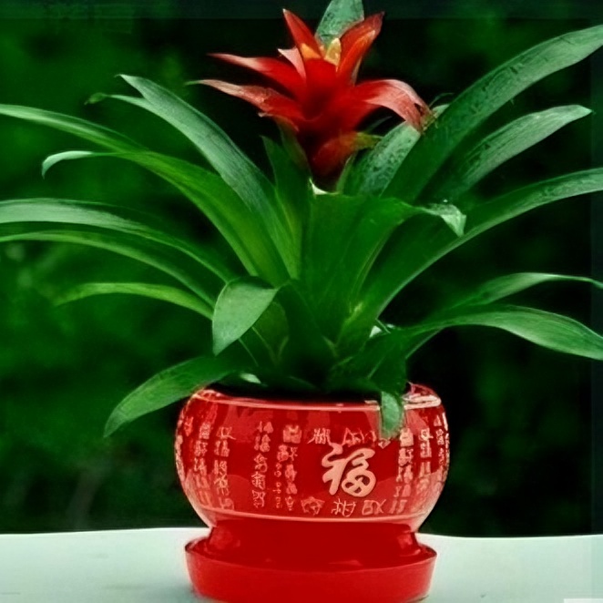 鸿运当头四季开花绿植盆栽小红心花卉土培植物室内客厅摆件好养花