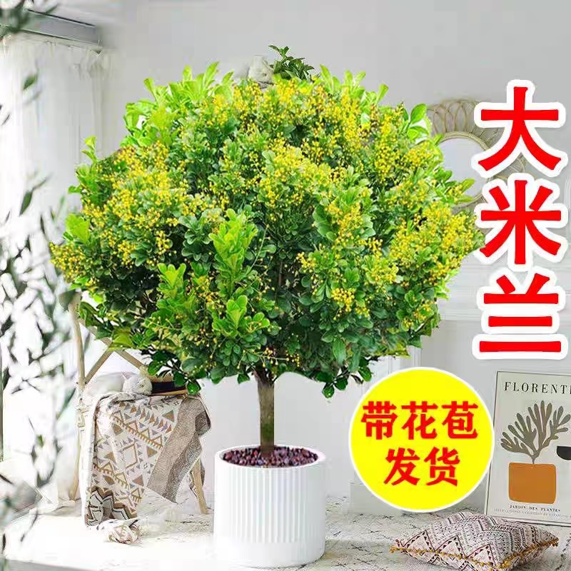 香水米兰花盆栽棒棒糖花卉植物室内外四季开花带花苞绿植盆栽室内