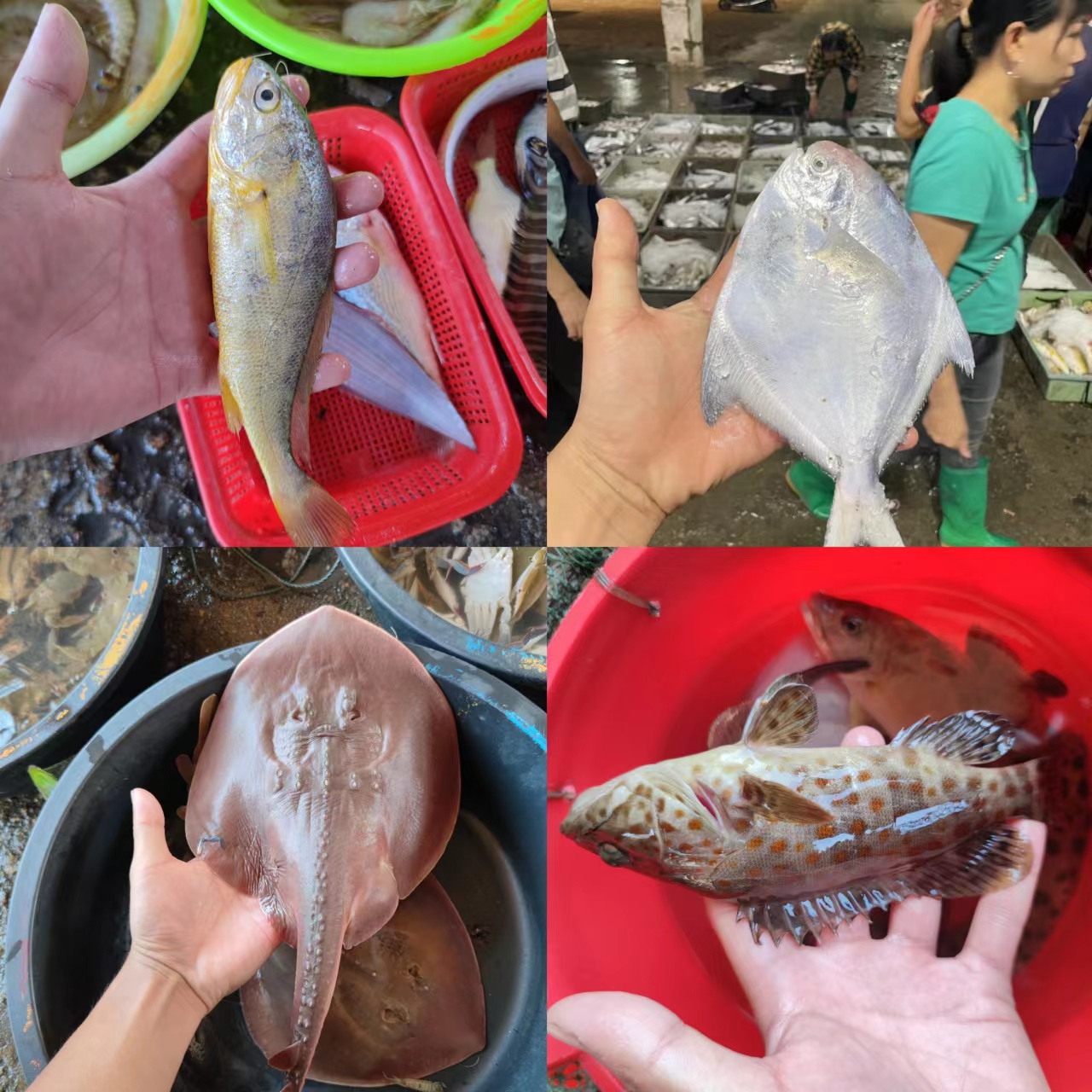 3杂鱼 现场代买，不支持退换，看好再拍，实物以直播间讲解为准
