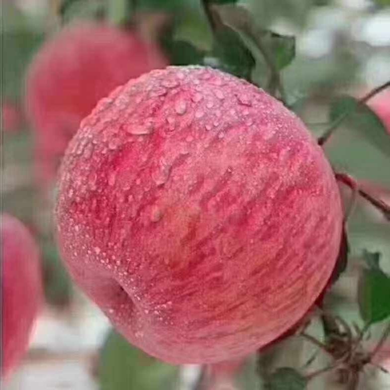 水果蔬菜 > 水果 >   苹果    红富士苹果