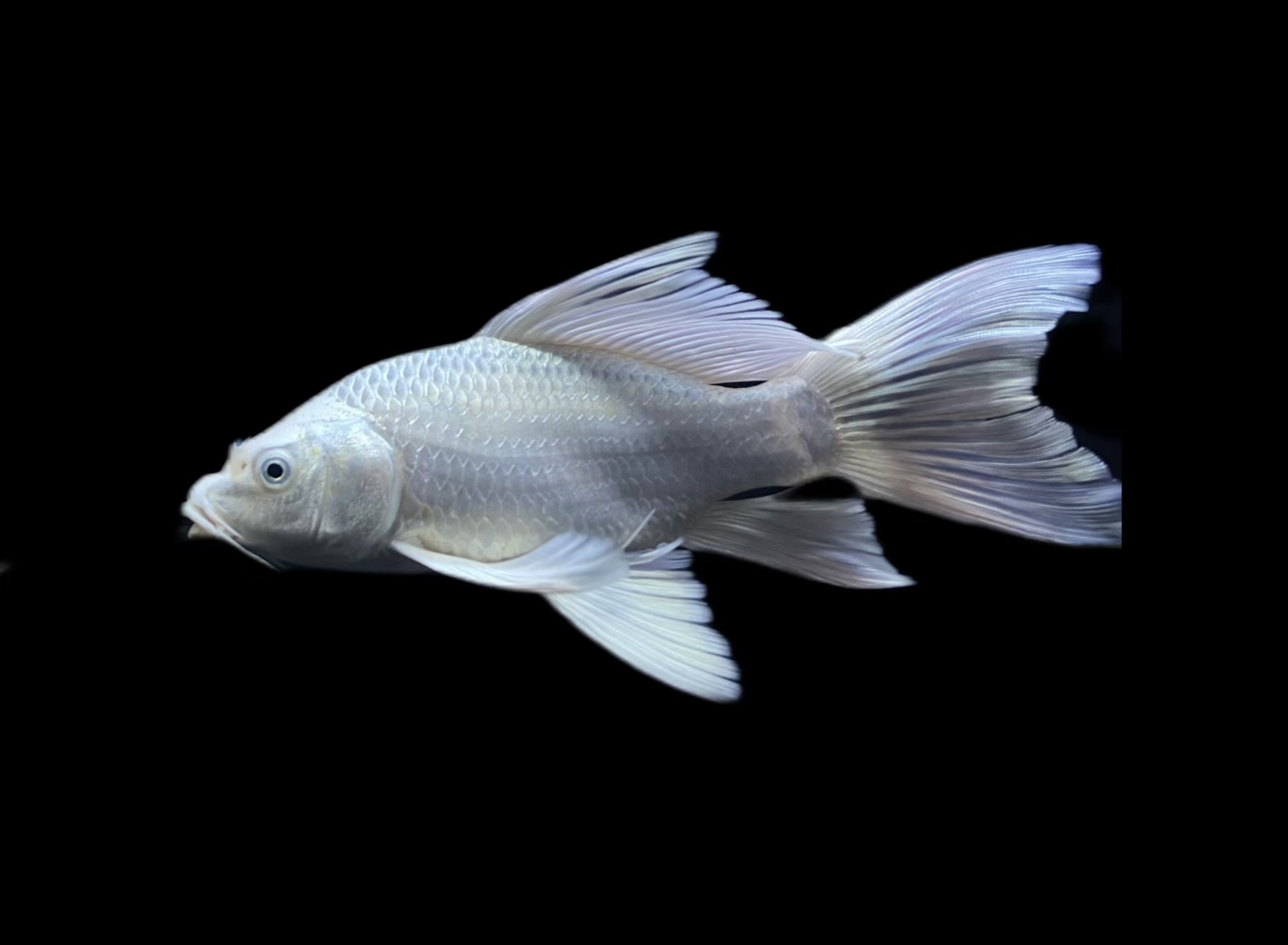 白蝴蝶鲤观赏鱼活体20公分左右 七鳍厚实 大鳍大尾