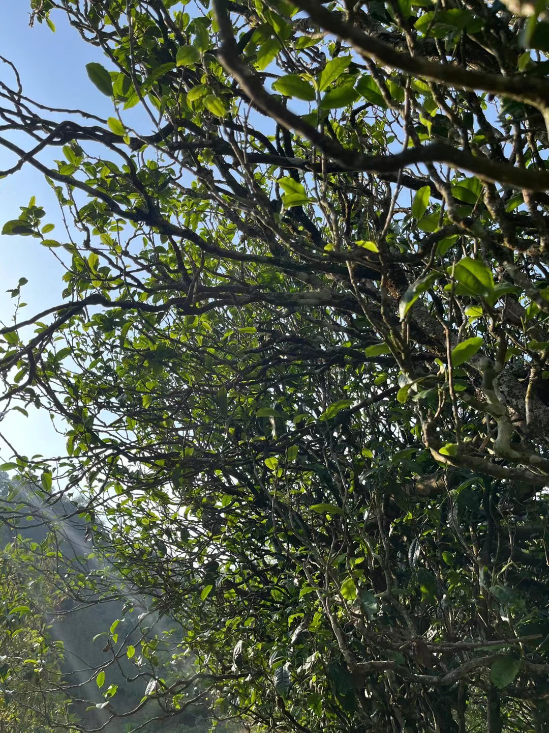 2024勐库东半山藤条茶古树春龙珠