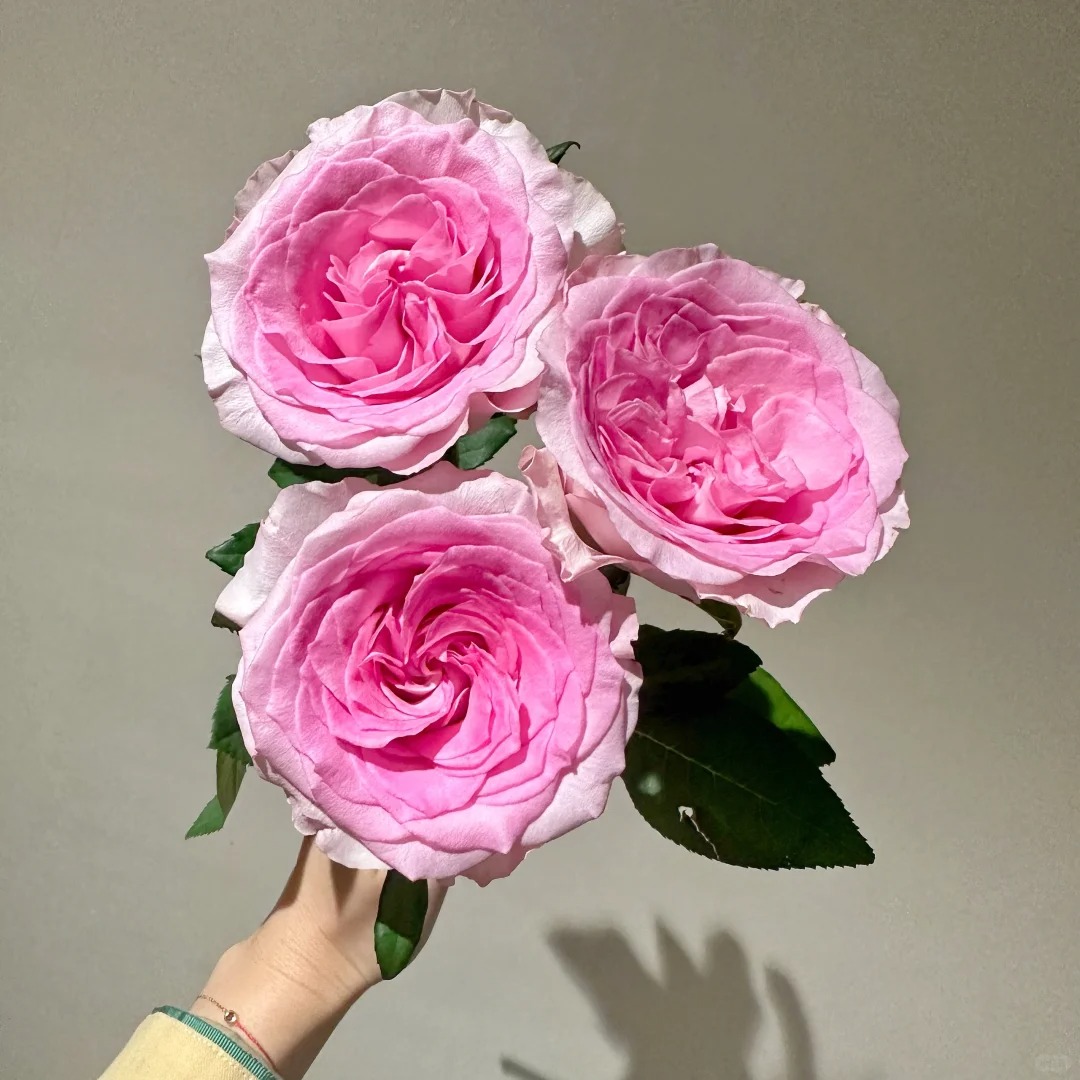 【花中花魁|洛神玫瑰】单头玫瑰鲜花水养花昆明一单中通丨两单顺丰