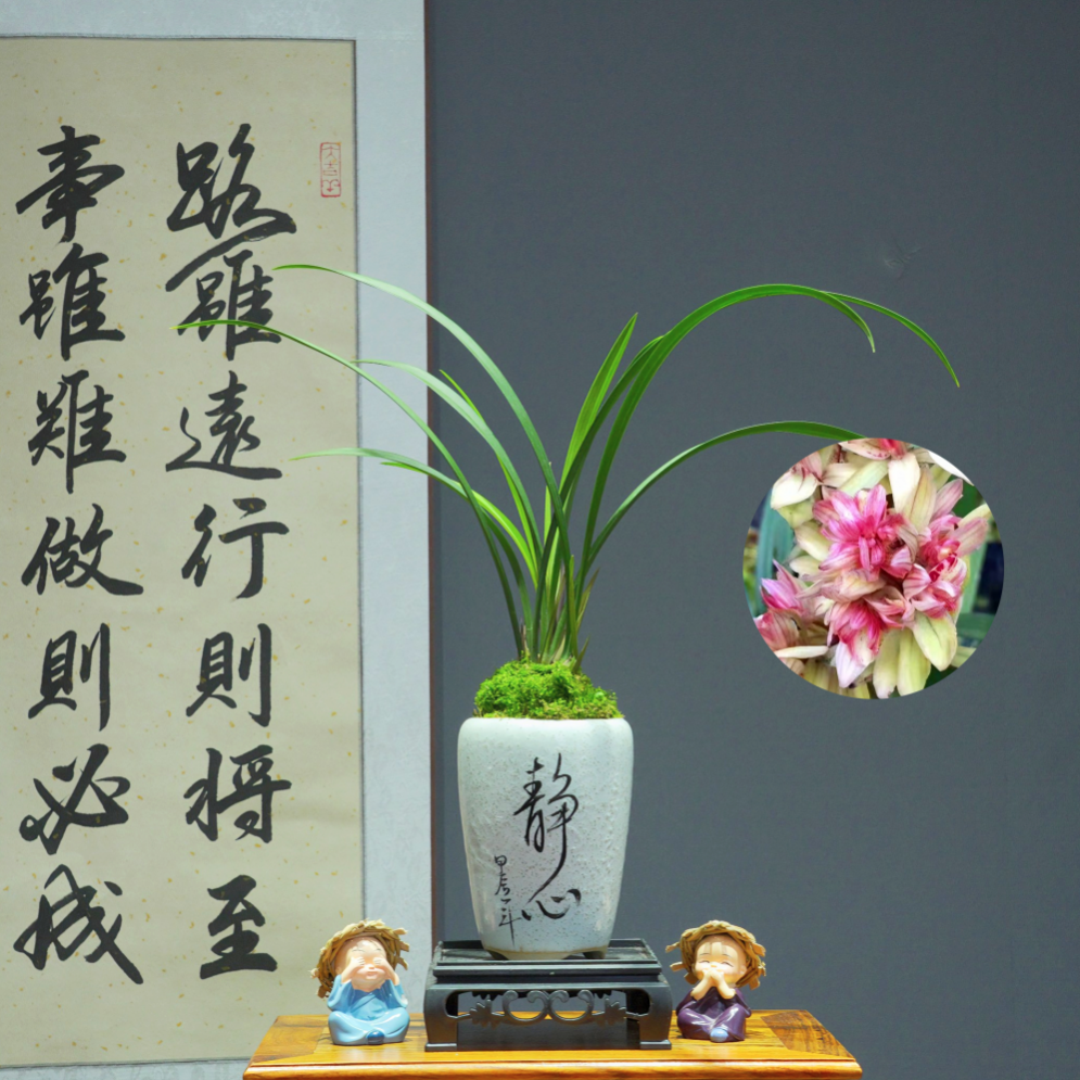 兰花建兰名品[富山奇蝶]带白色静心陶瓷盆种好适合新手好养易活