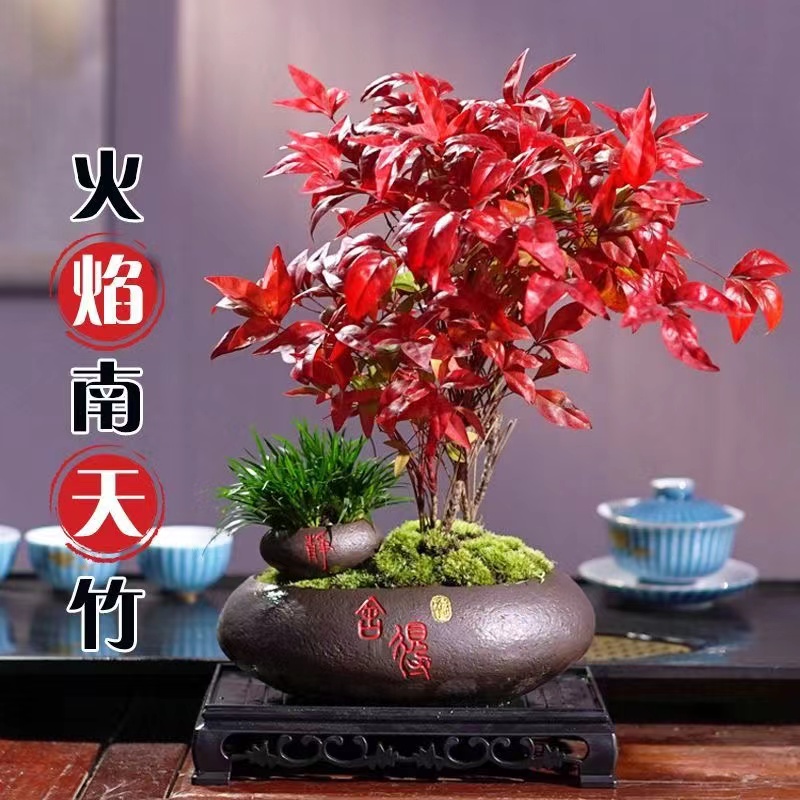 火焰南天竹植物书房阳台客厅绿植桌面盆栽好养易活禅意创意摆件
