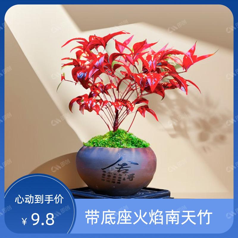 火焰南天竹盆栽观叶小盆景好养易活耐寒绿植书房茶桌禅意微景观