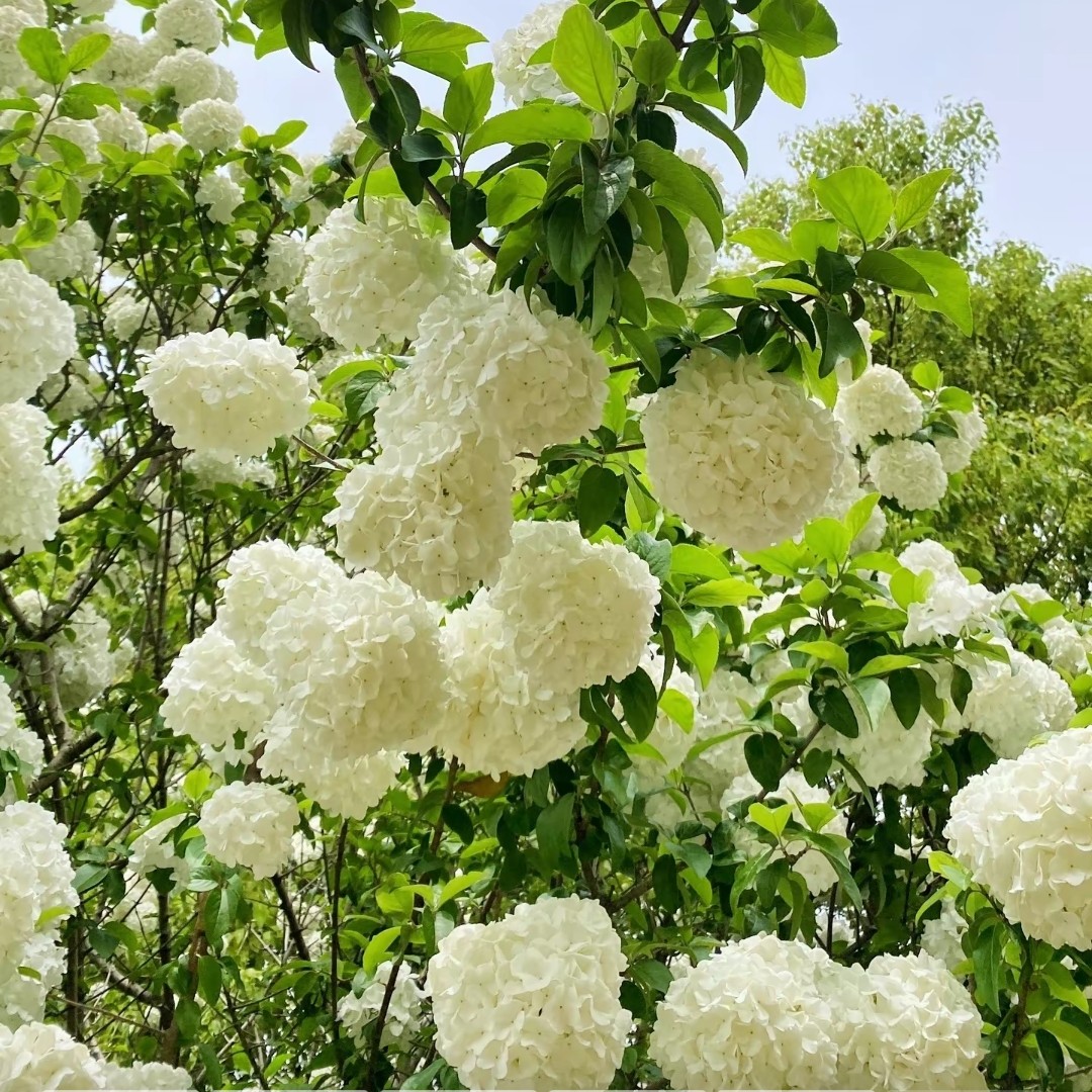 欧州木绣球绣球花木本绣球欧洲，耐热，耐寒适合全国绿植种植。