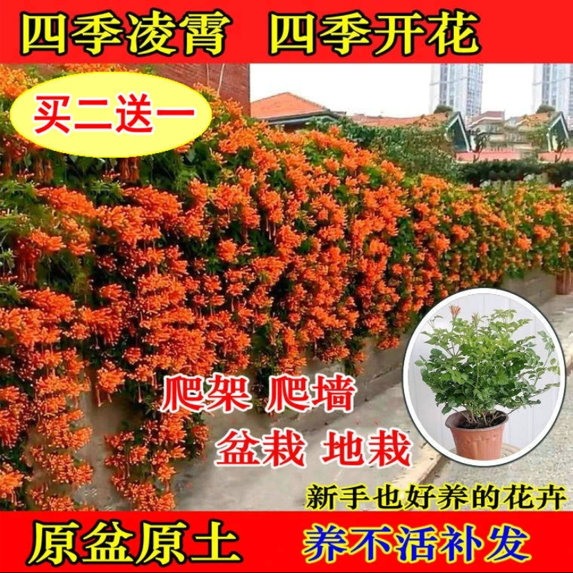 【买二送一】凌霄花苗盆栽 四季爬藤植物大花浓香阳台庭院四季种植