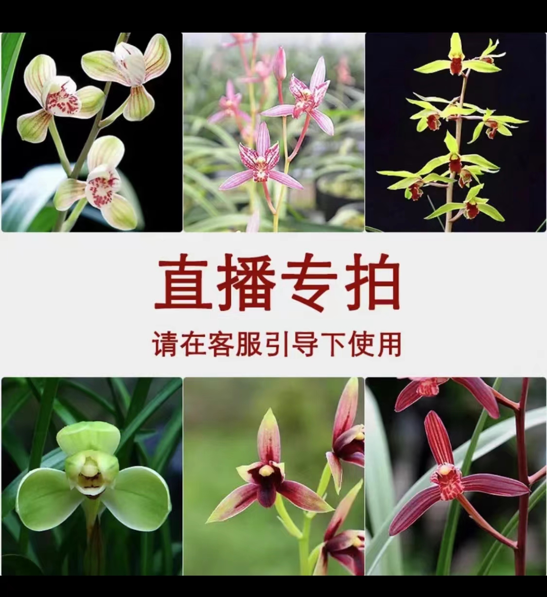 精品国兰一物一拍链接