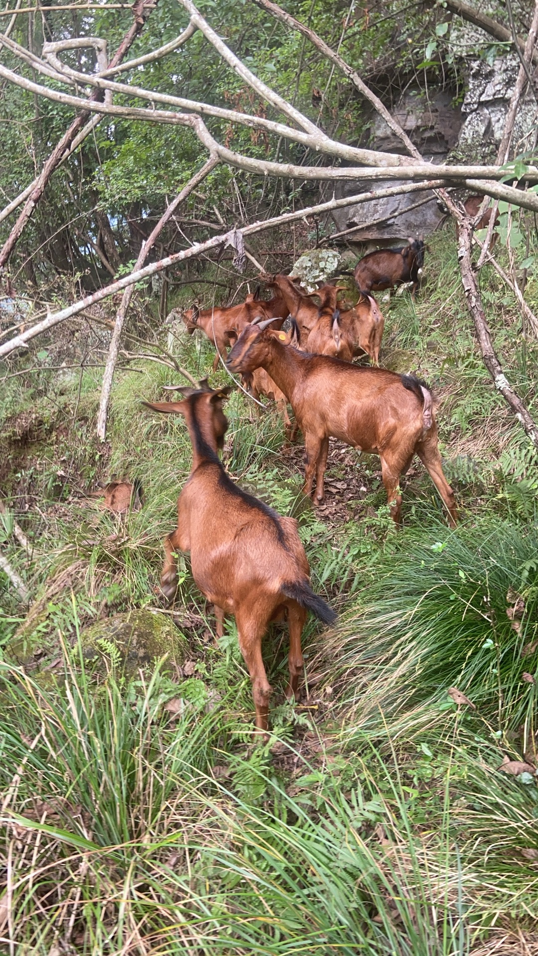 【一物一拍】南江黄羊现场称重
