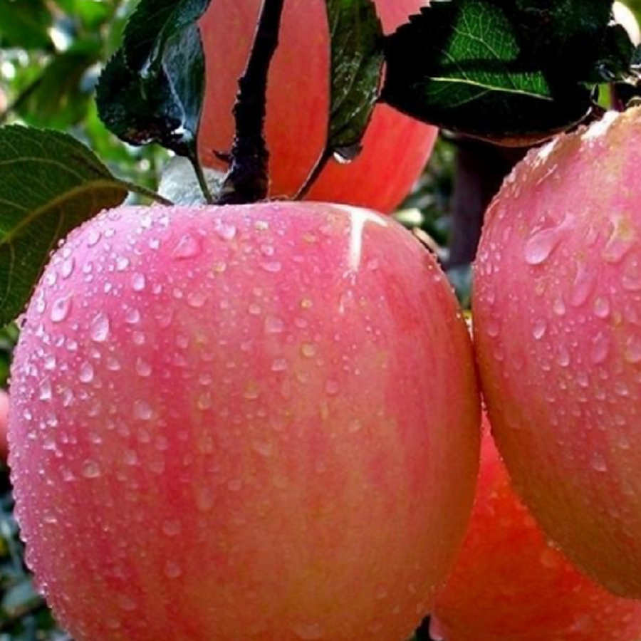 当季新鲜水果红富士1斤当季水果苹果香甜可口肉厚多汁电商盒发货