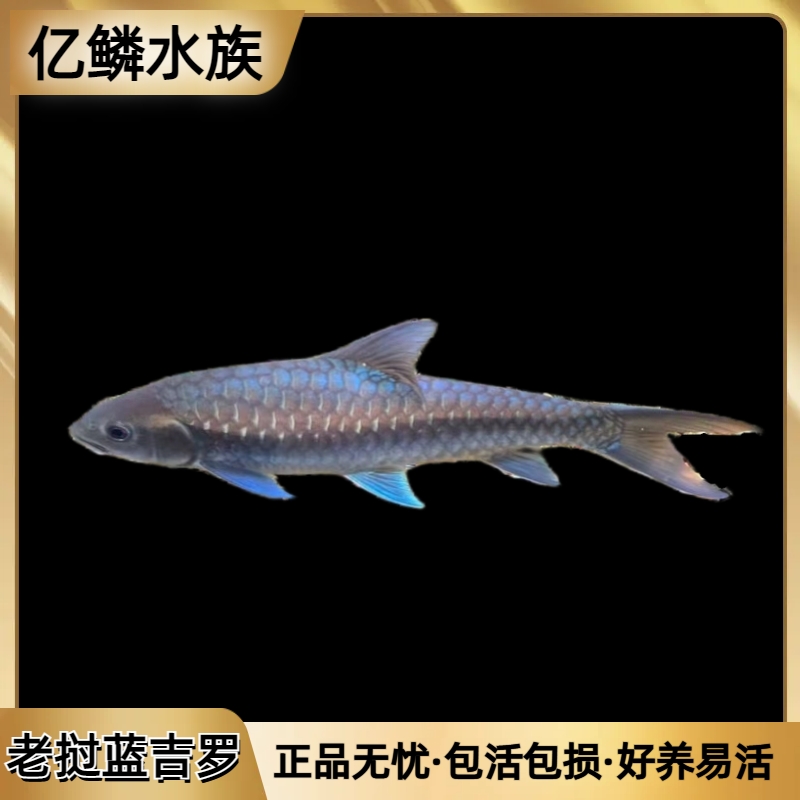 蓝吉罗老挝新光唇 老挝蓝吉罗鱼原生溪流观赏鱼风水鱼大型鱼养鱼