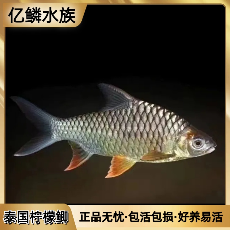 泰国柠檬鲫龙鱼吉罗鱼高端配鱼进口观赏鱼黄腹大型热带淡水
