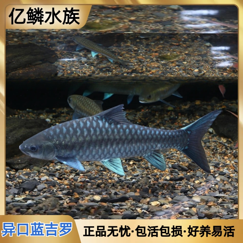 蓝吉罗异口新光唇 异口蓝吉罗鱼原生溪流观赏鱼风水鱼大型鱼养鱼