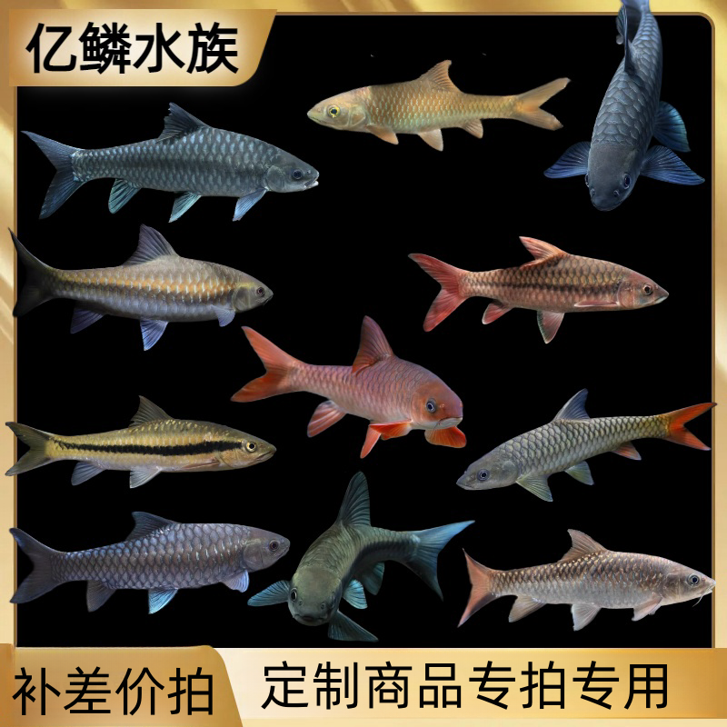 亿鳞水族观赏鱼专拍原生原生鱼活体发货观赏鱼原生鱼
