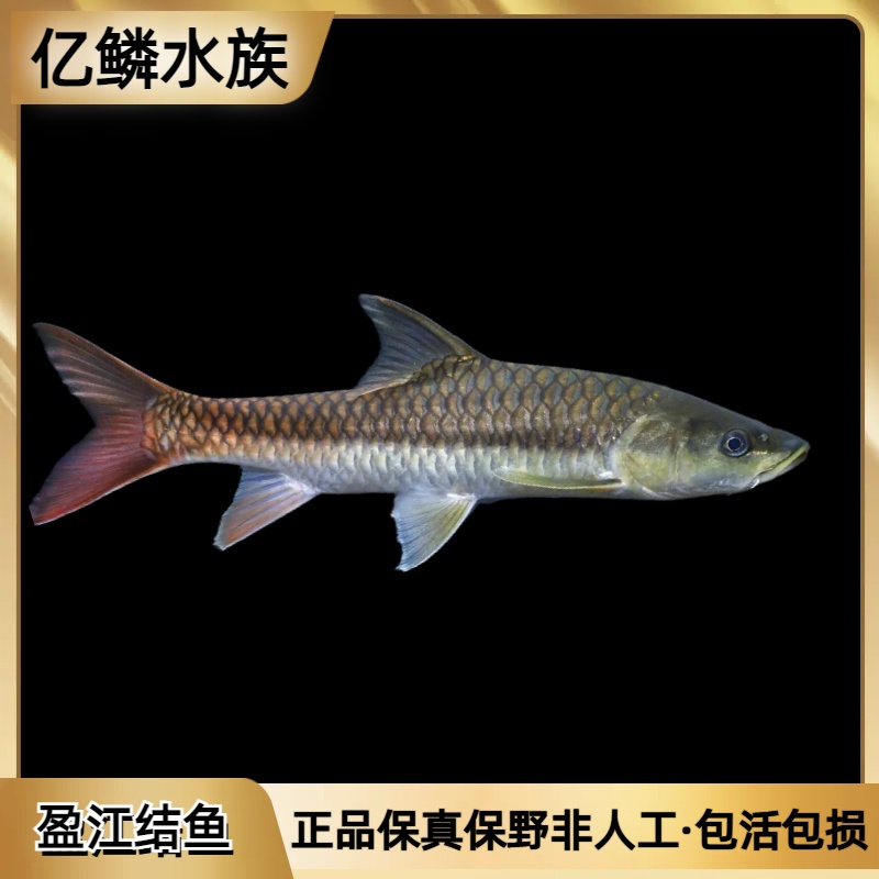 盈江结鱼缅甸盈江吉罗鱼活体原生观赏鱼大型溪流鱼稀有盈江吉罗鱼