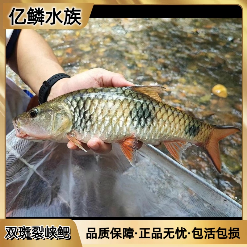 双斑裂峡鲃大鳞裂峡鲃水马骝淡水广温活体观赏鱼