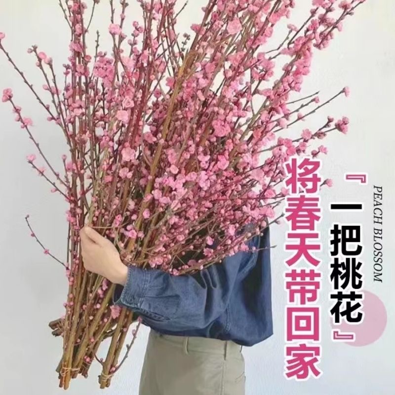 水培鲜桃花树切枝室内点缀阳窗台冬季耐寒泡水插干花鲜花鲜切花