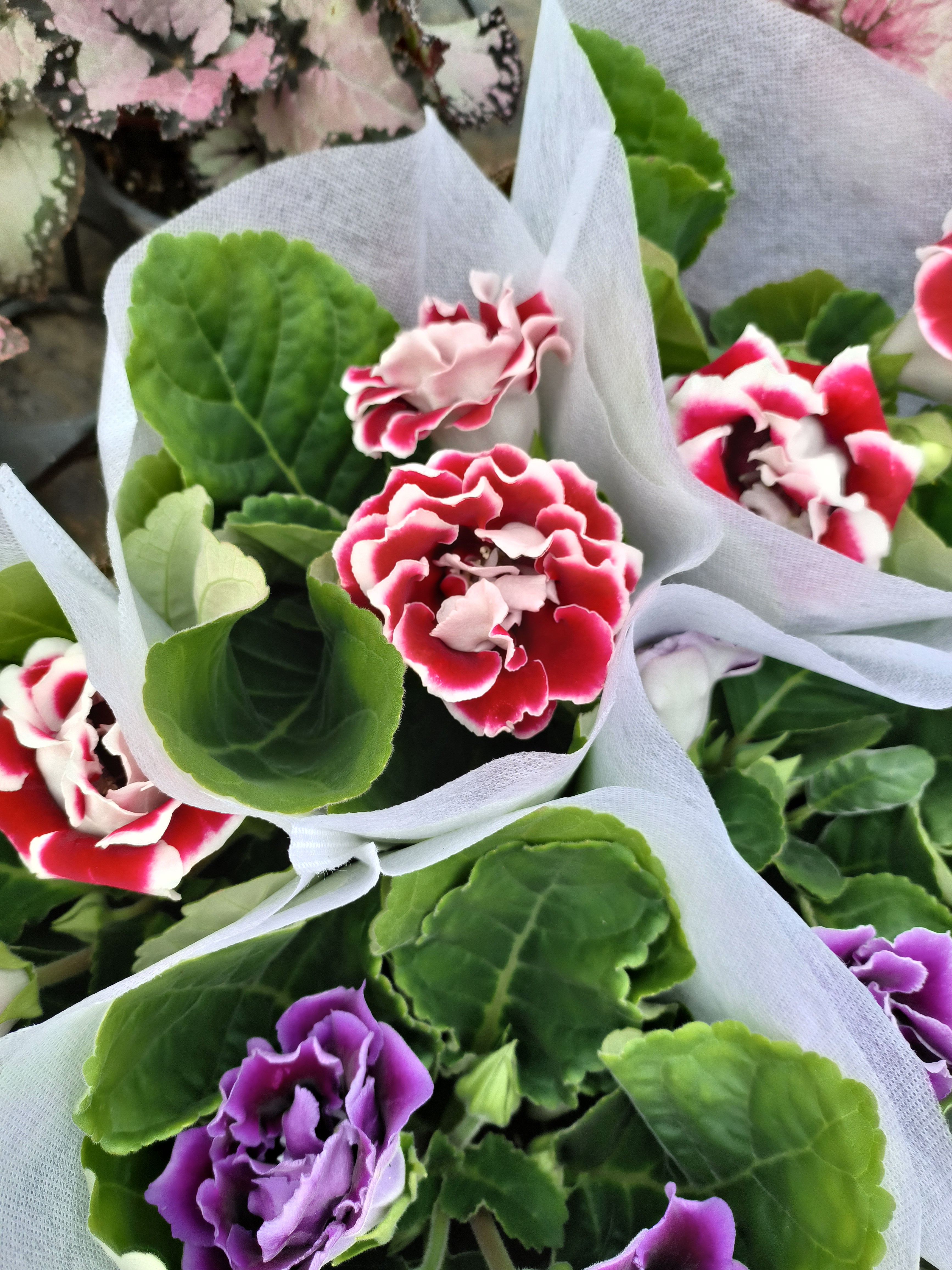 秋海棠重瓣大岩桐组合盆栽