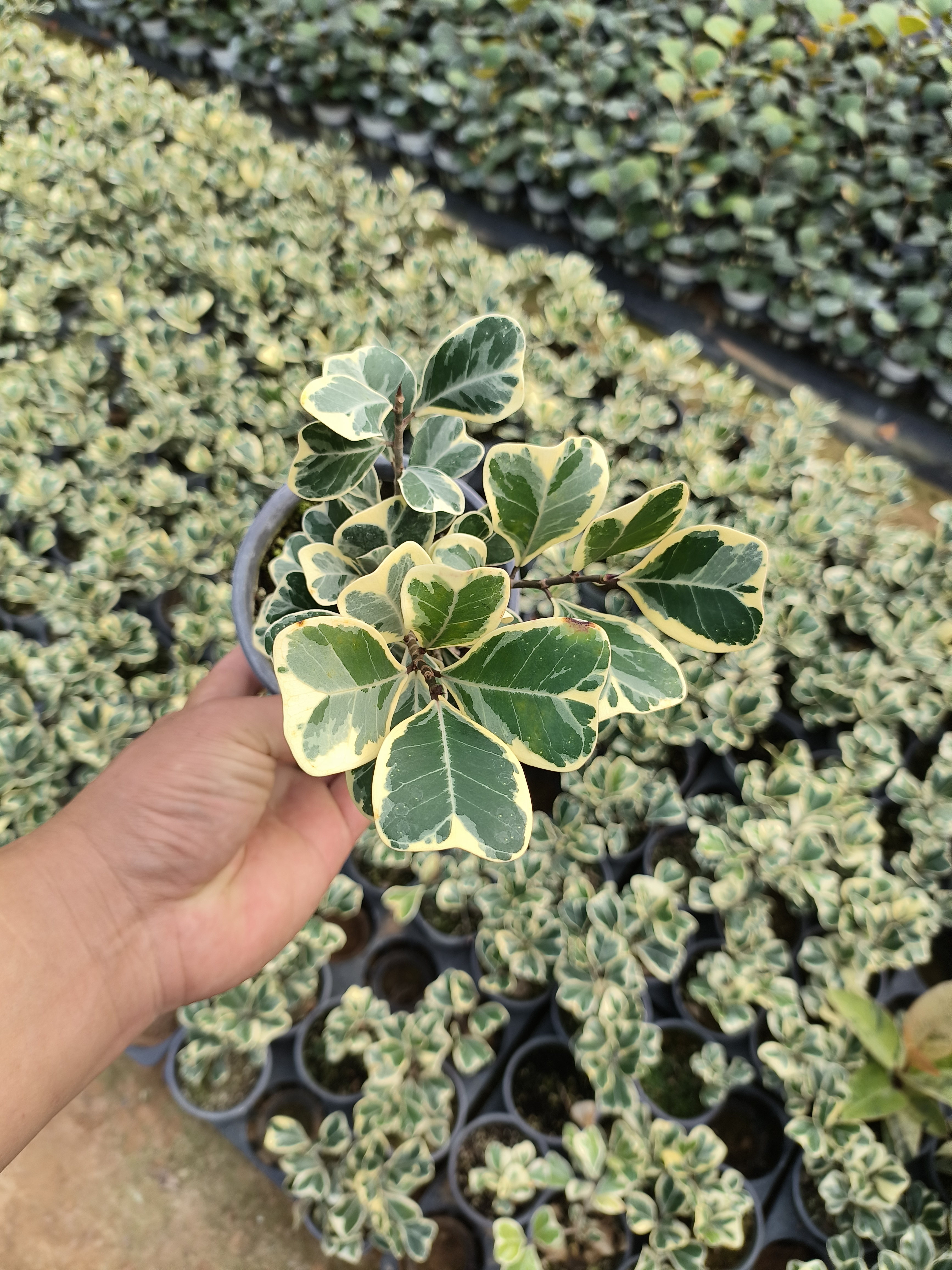 心叶榕轻微叶损不包售后