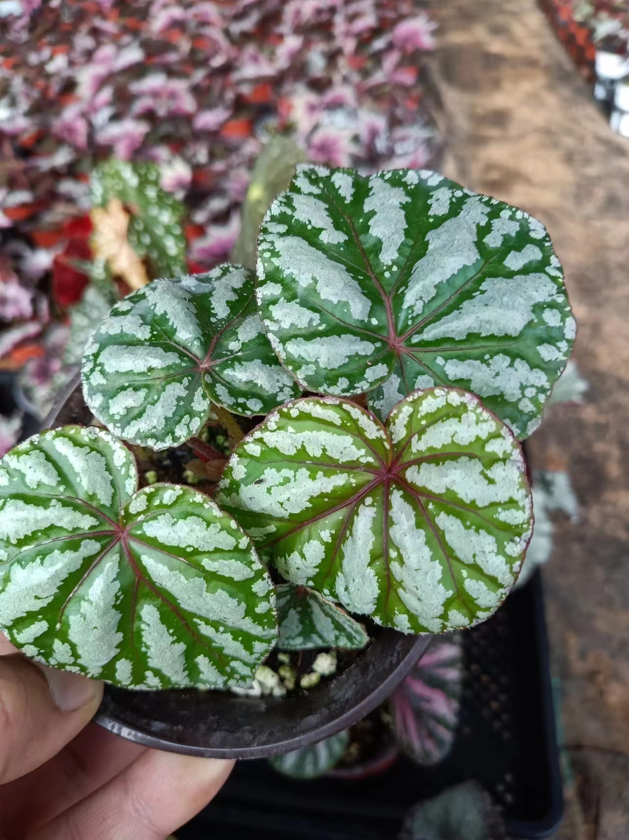 秋海棠热植《精品海棠一物一拍》自行备注，叶损不包，换盆不售后