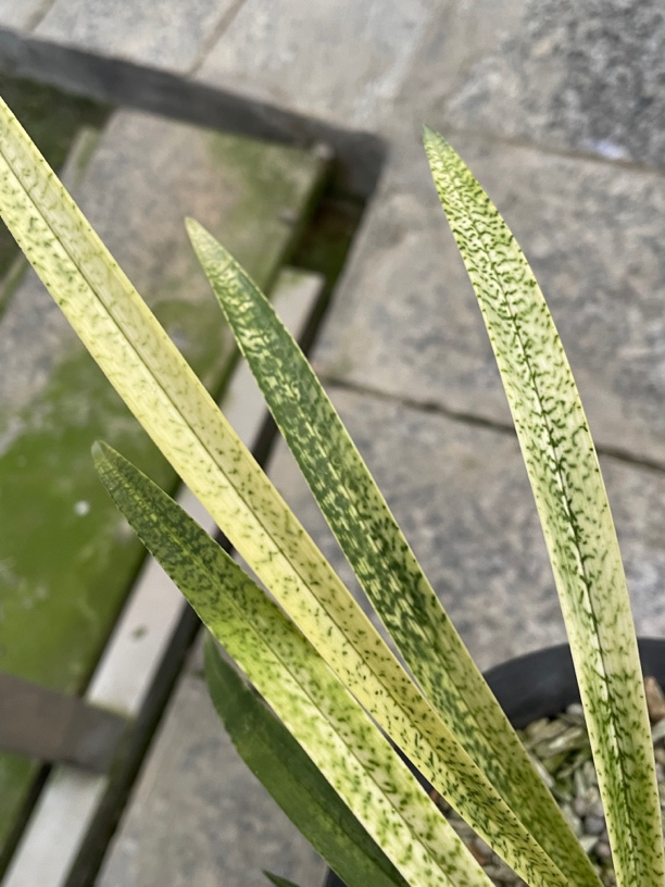 春兰蛇斑艺吻仔鱼单前垄0.8cm宽以上