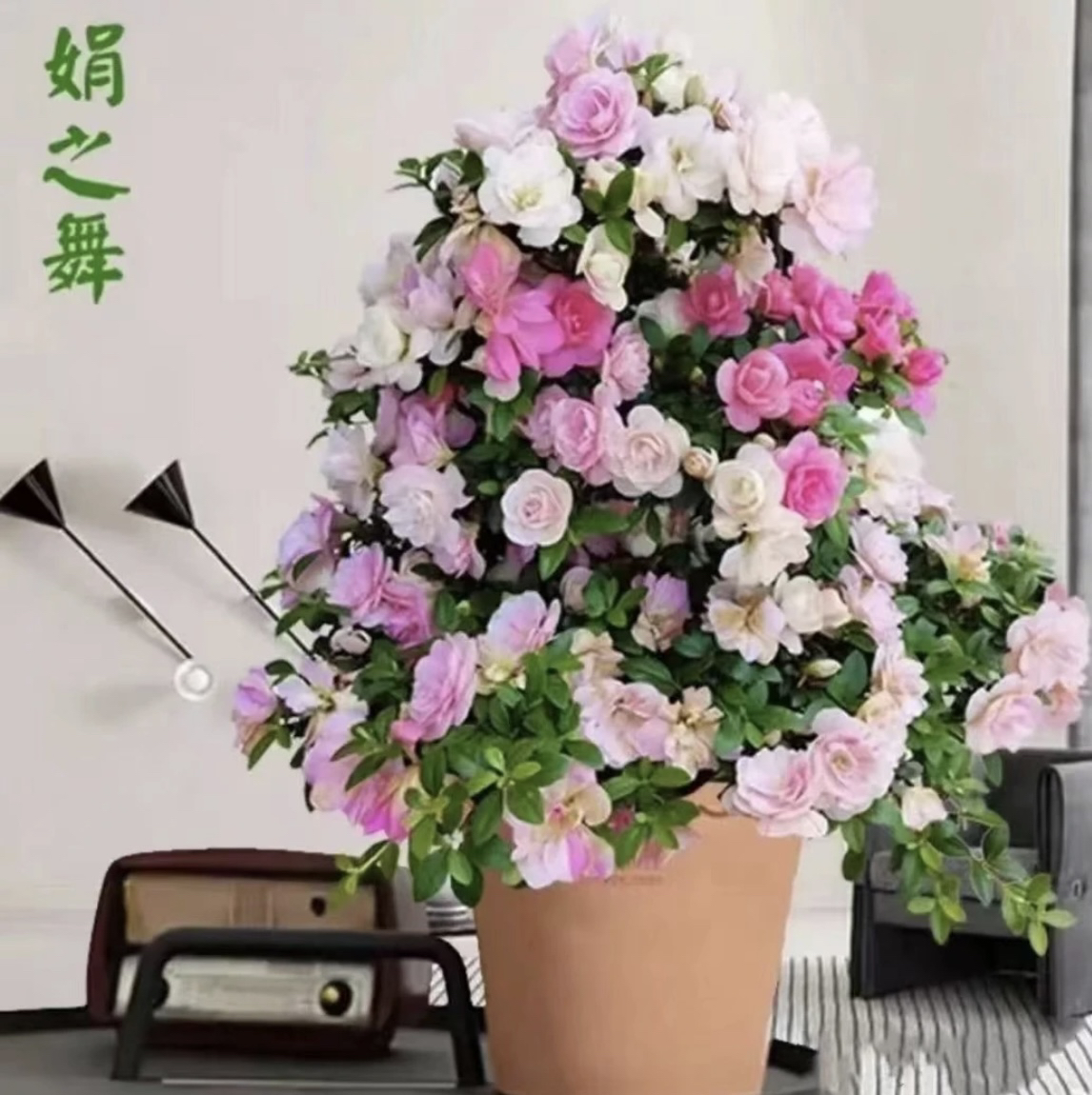 【高端杜鹃】皋月杜鹃  一物一拍