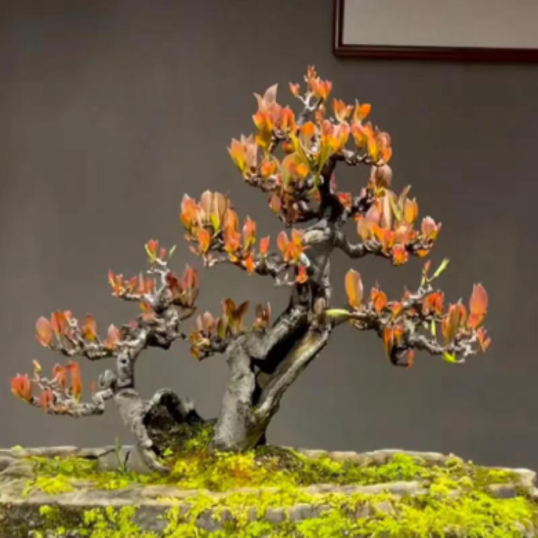 栀子花春花映山红一物一拍