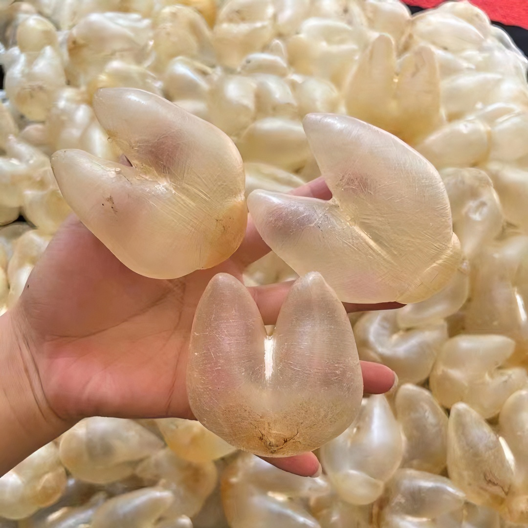 野生鸡泡胶  鱼胶直播间现场称重100-500g