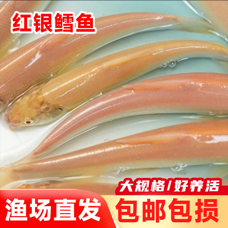 【左米】新鲜渔场直发现捞现发 金丝银鳕 每条5-7g左右 生态养殖