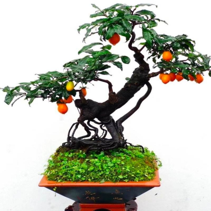 灌木金弹子盆景花卉绿植（是直播链接自己拍的发随机一颗生桩）