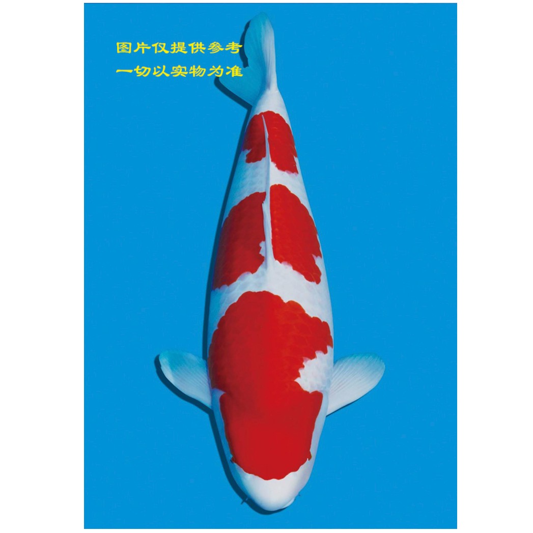 广东佛山小千谷鲤（三段红白）锦鲤观赏鱼易养空运包邮包活平台推荐