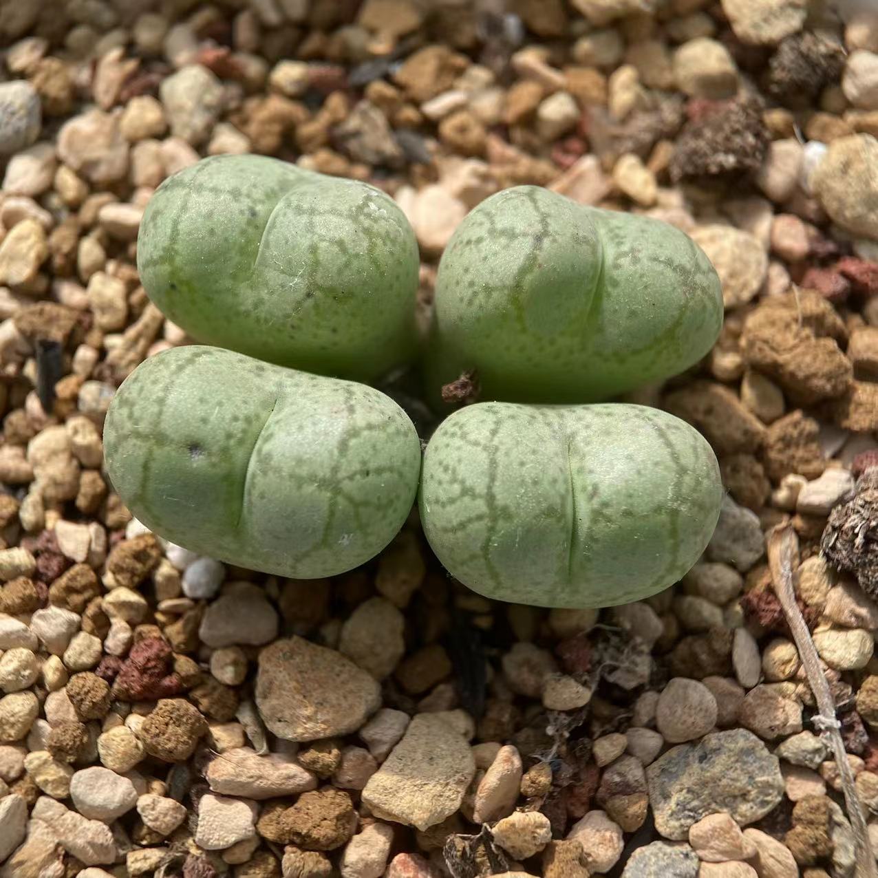 肉锥杂交多肉植物猴脸