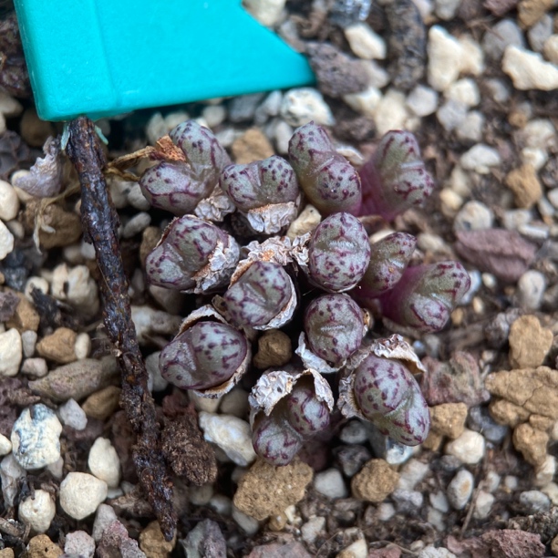 肉锥多肉植物小飞群生10头以上包邮