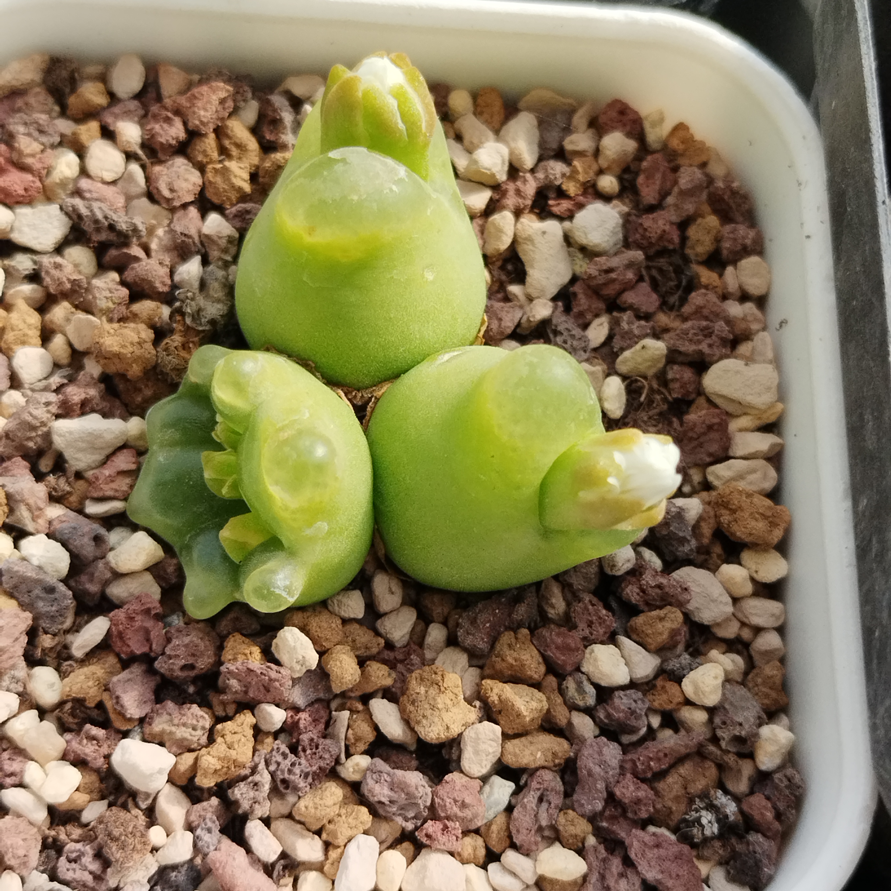 肉锥多肉植物拉毛变异