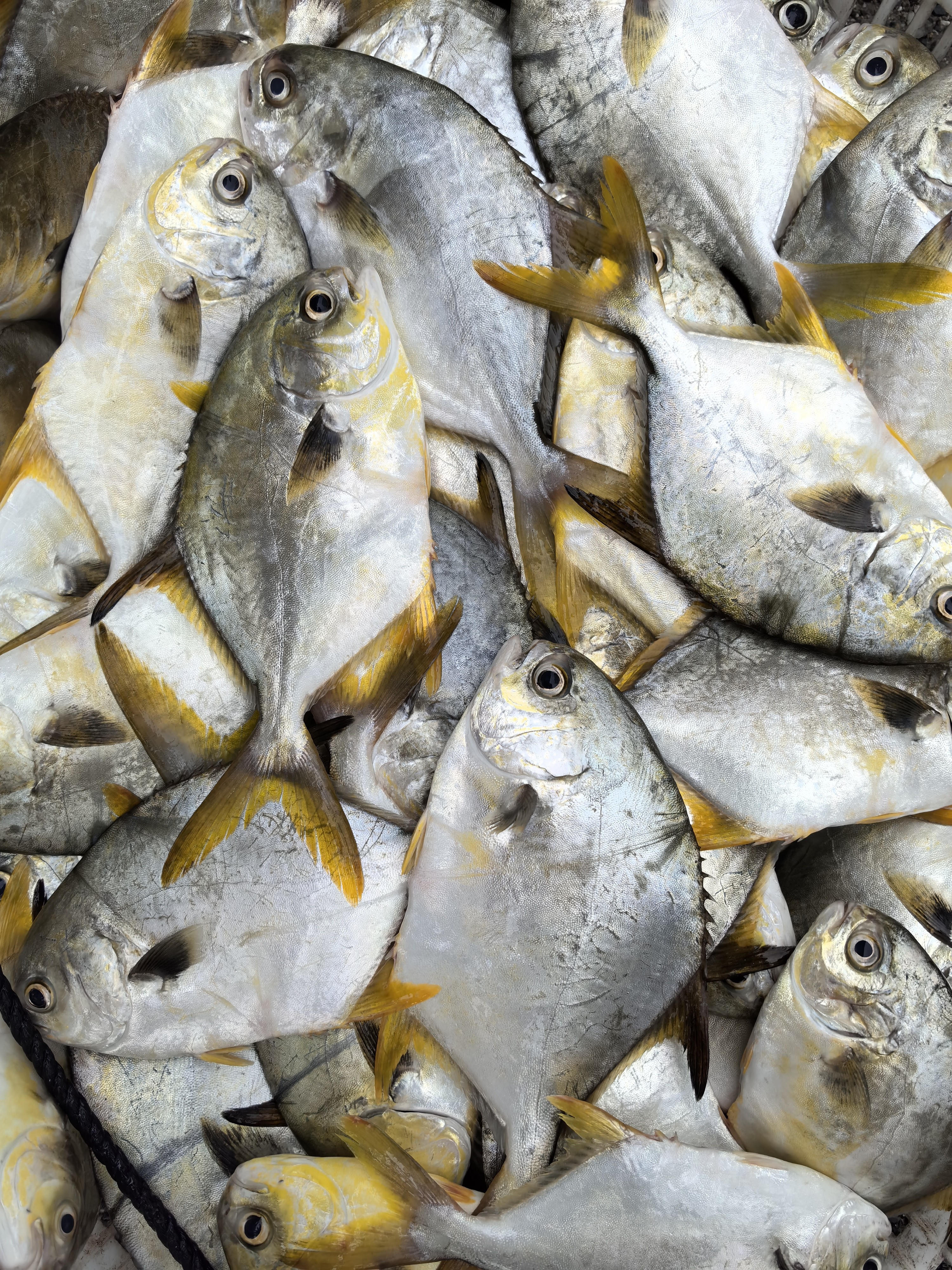 野生，金昌鱼，五斤一单 杀好4斤左右