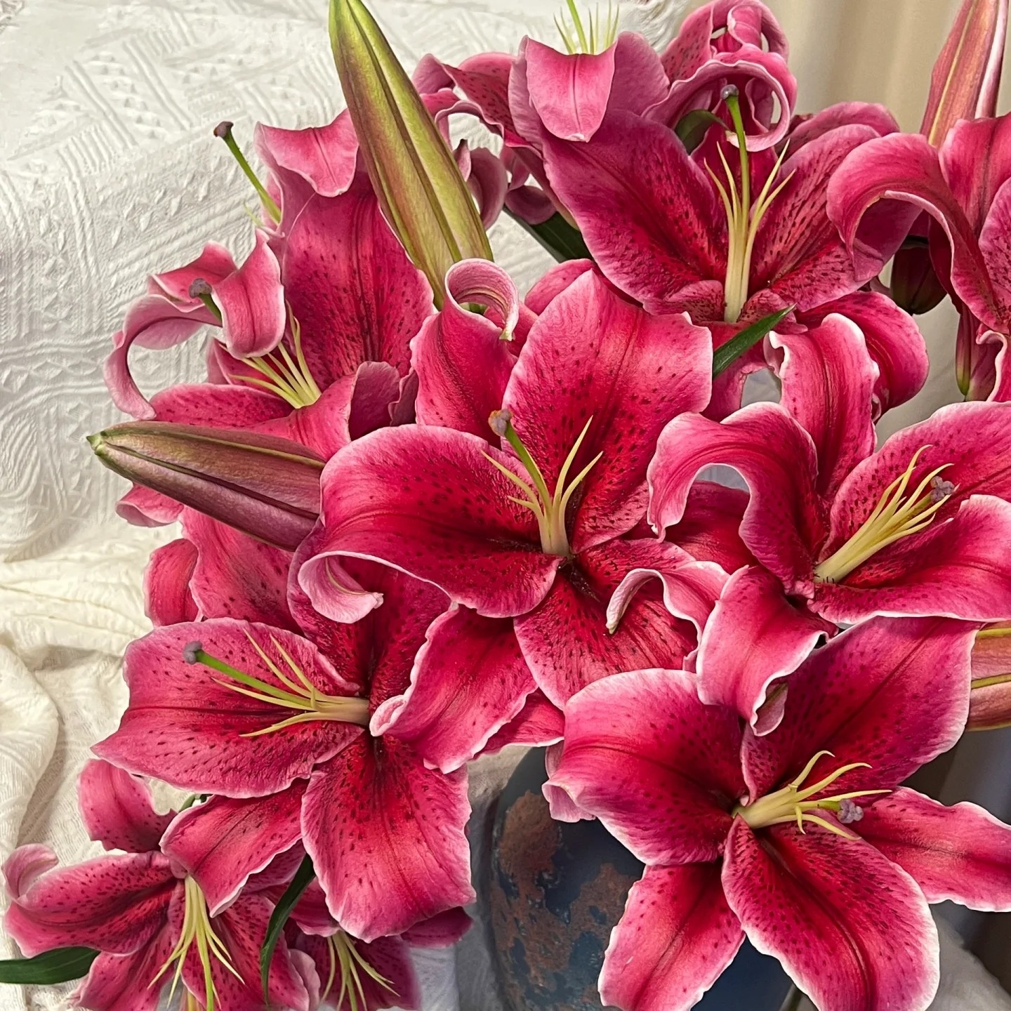 【卡瓦娜/黑美人】18/20  东方系列百合种球荷兰进口多年生盆栽地栽