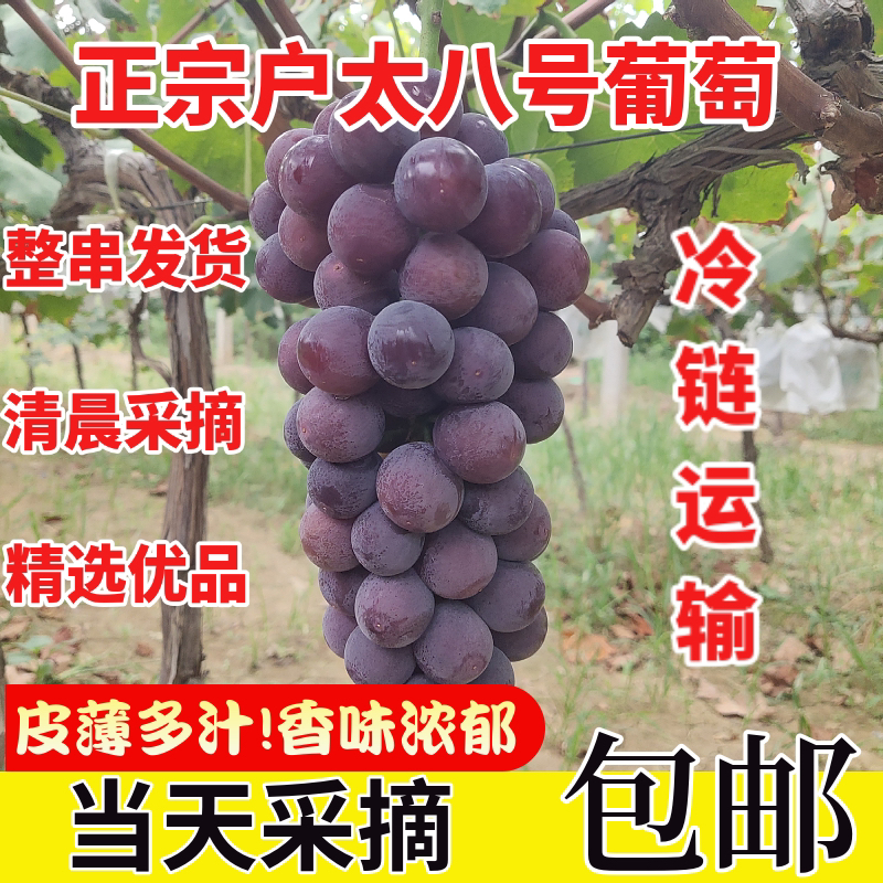 【顺丰京东】陕西户太8号葡萄皮薄肉厚玫瑰味香浓送礼葡萄整箱包邮