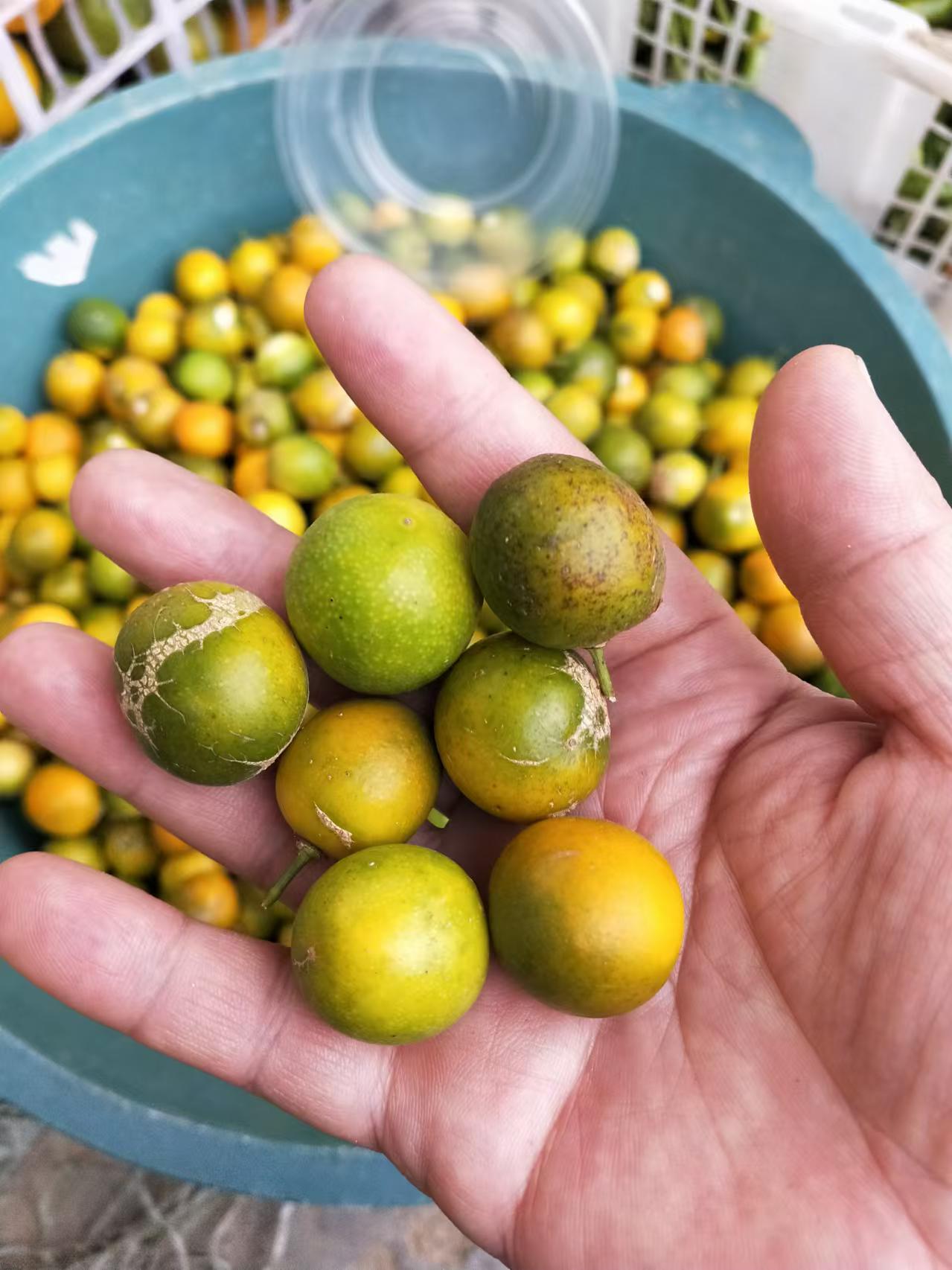 湖南农家自种 露天不打药 丑金露 金桔 纯甜不酸 放心吃