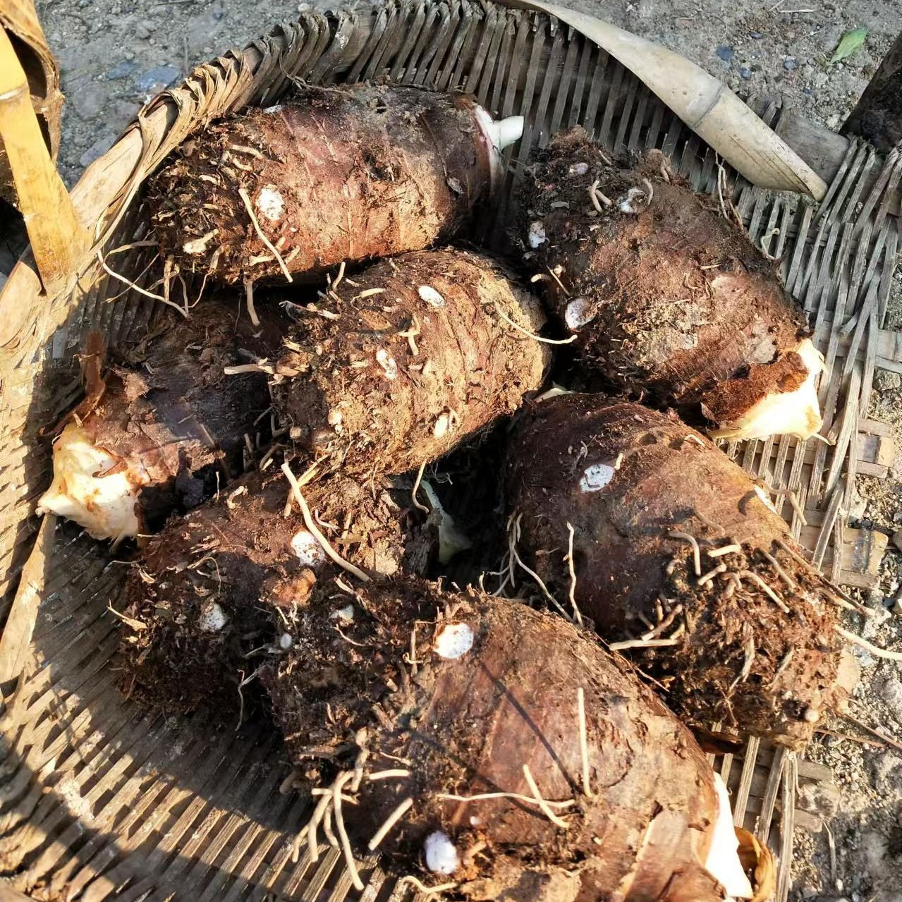 湖南本地自种干芋头红芽芋槟榔芋香芋用农家肥 粉糯 不打药放心吃