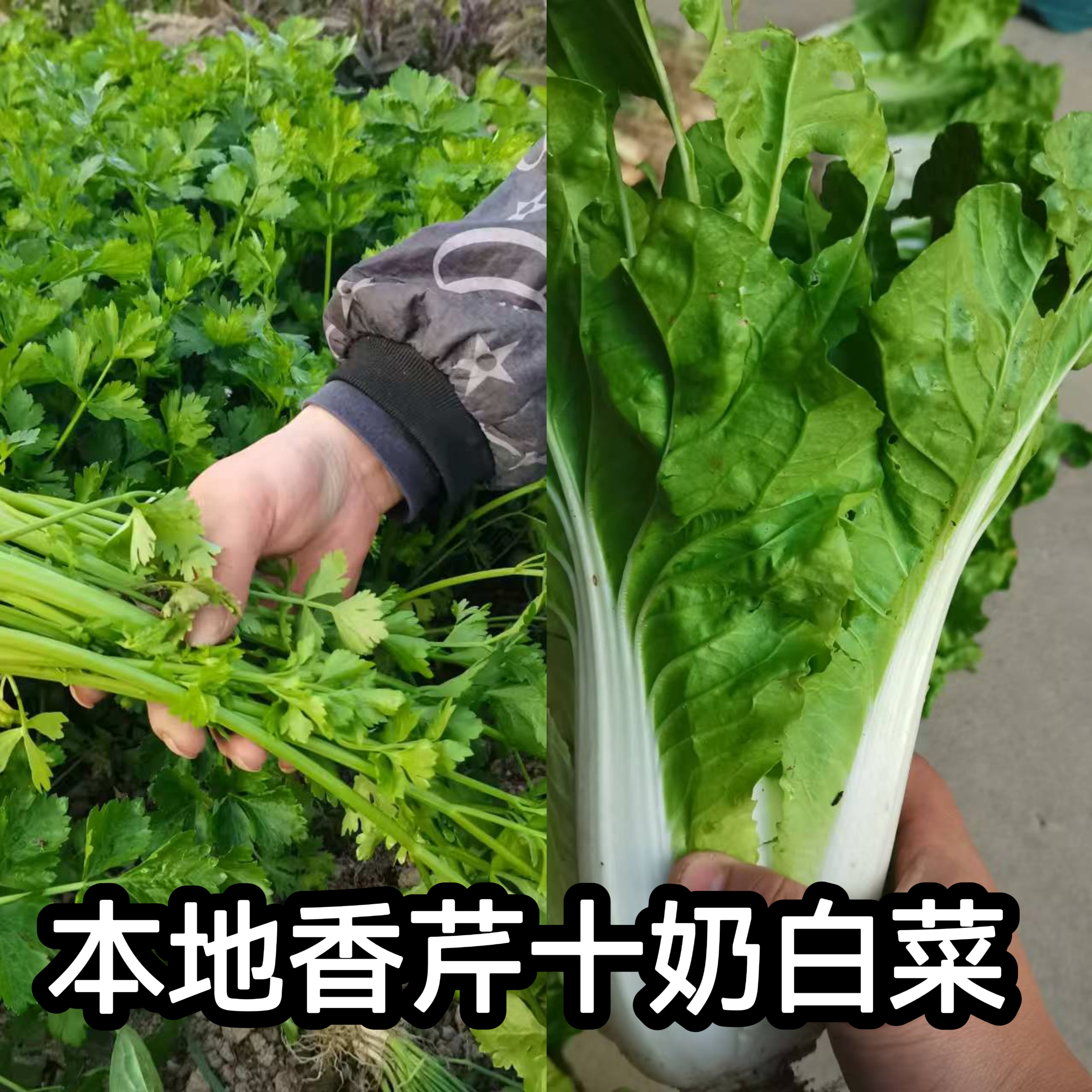老罗家自种芹菜 湖南本地芹菜 香芹2斤+甜白菜3斤 放心吃露天蔬菜