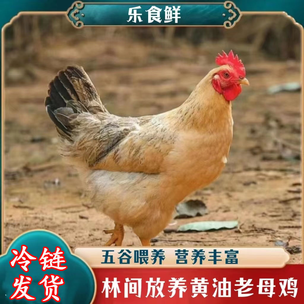 【小丽】农家放养老母鸡买4送1 共5只净重10-11斤+1根人参 冷链运输