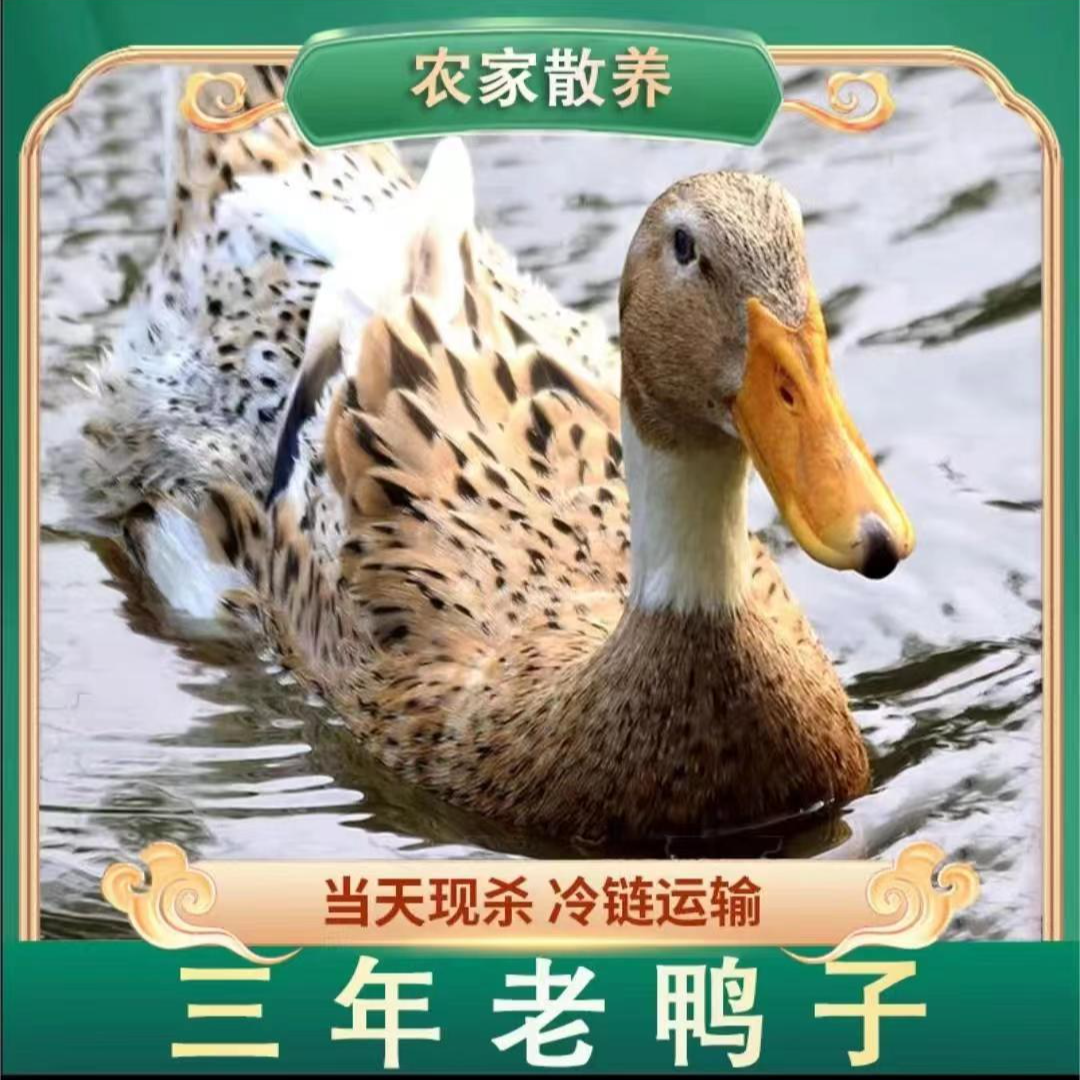 【辰辰】农家放养三年老鸭子 单只净重5.5-6斤 冷链运输