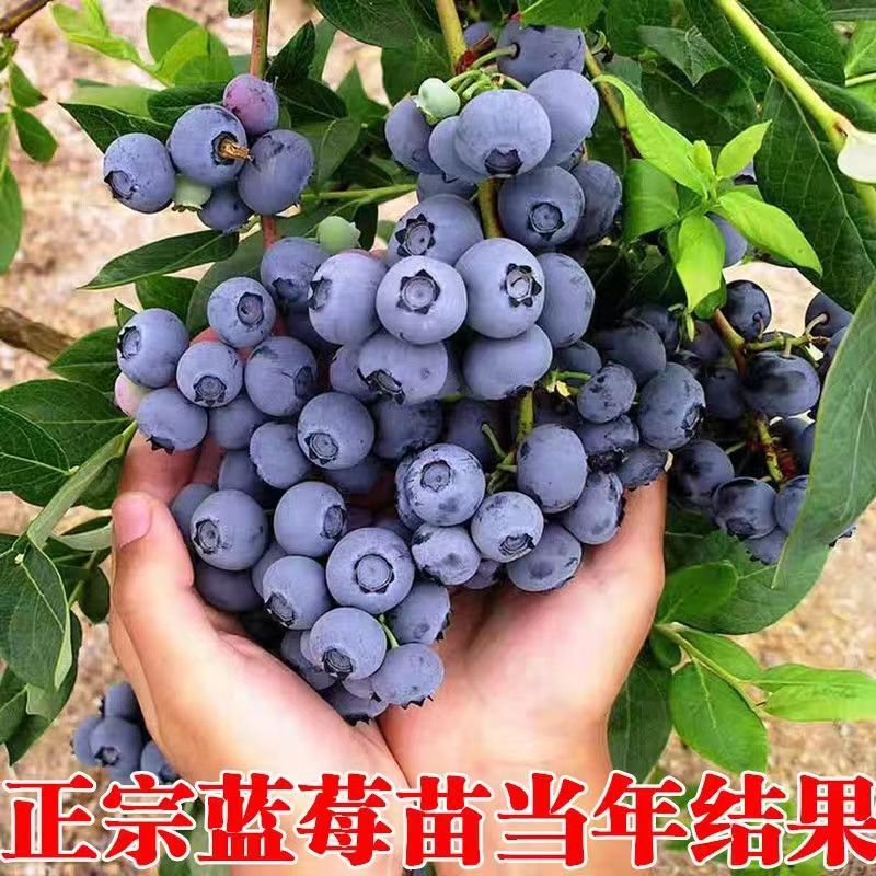 蓝莓树苗盆栽地栽南北方种植带土发货特大