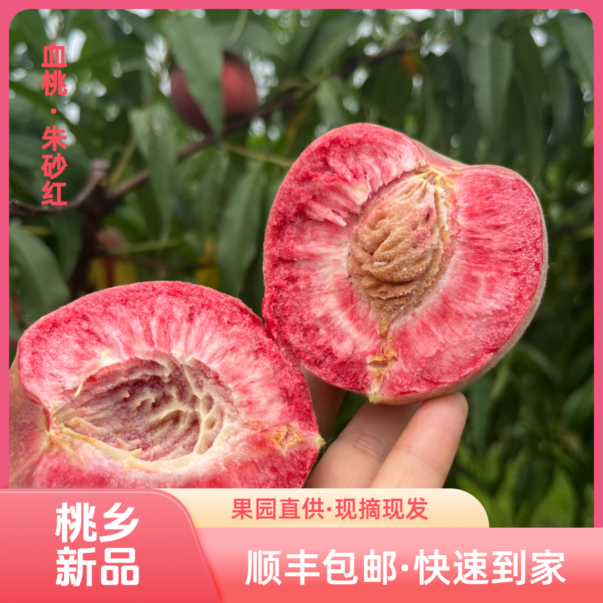 【桃乡新品】血桃朱砂红新鲜现摘现发多汁皮薄肉厚好吃顺丰胭脂桃