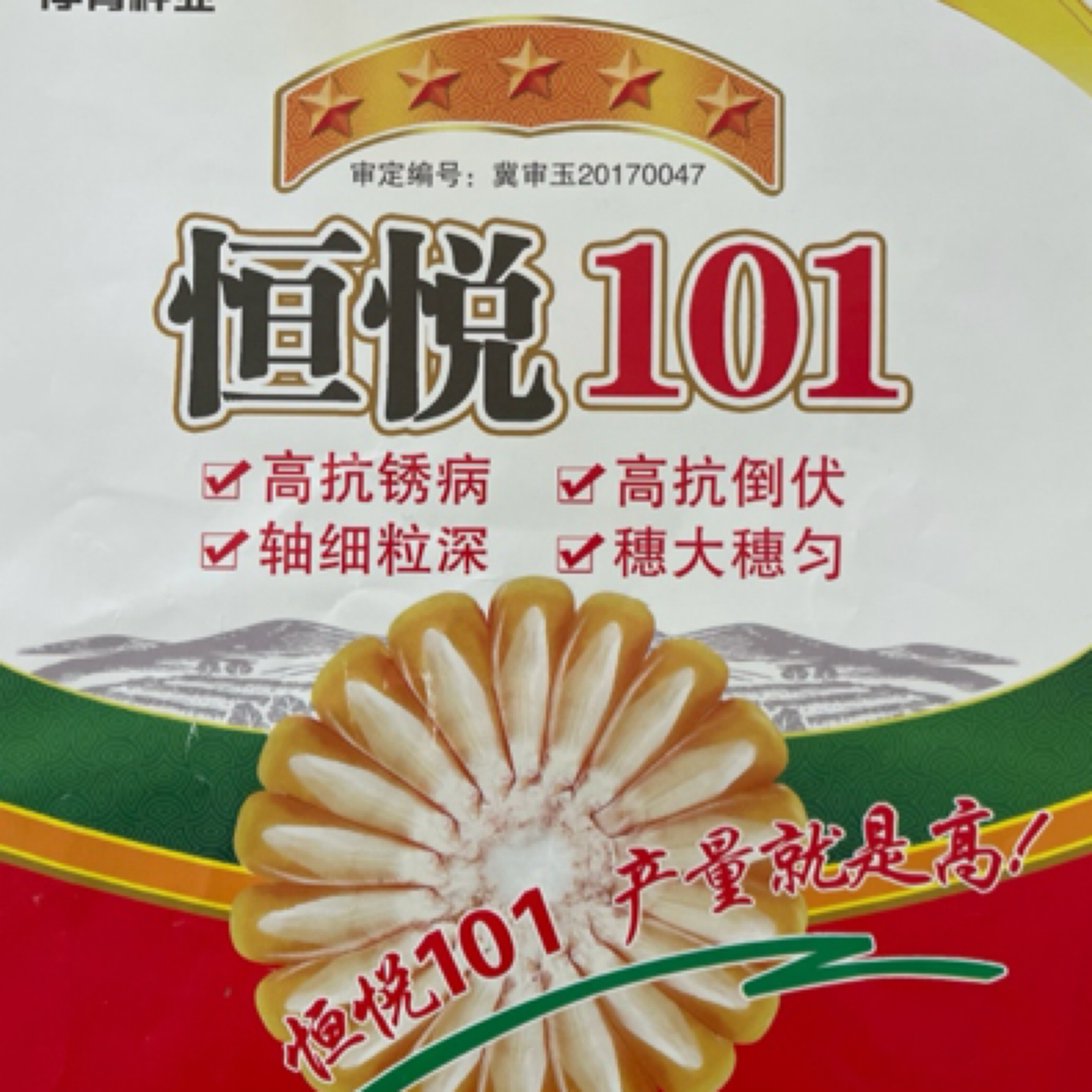 高产抗病抗倒大棒玉米种子马齿籽粒恒悦101