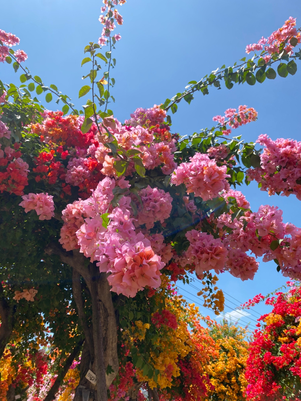 三角梅专拍一物一拍链接图片仅供参考